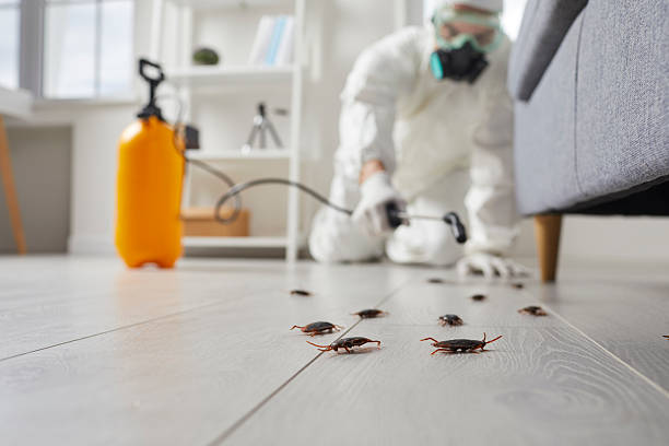 Trusted Cockroach Control service in Reed City, MI - Nex Pest Control